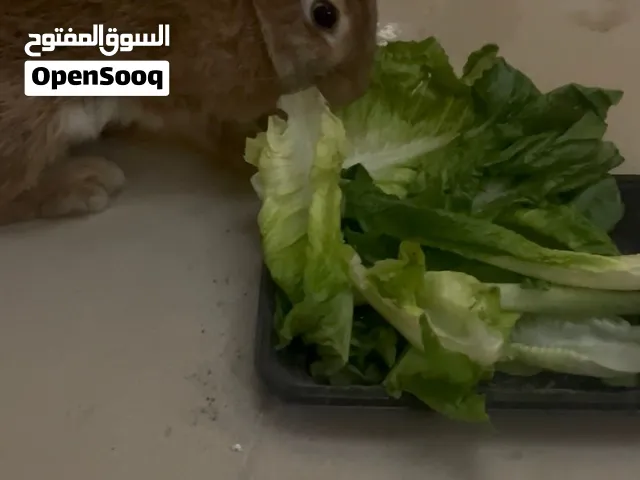 ارنب جميل مع القفص