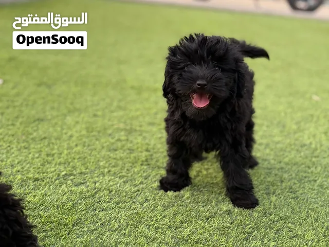 للبيع إناث مالتي بو