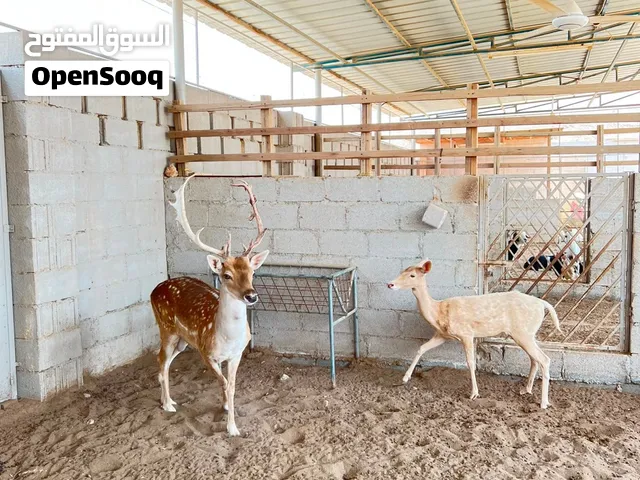 للبيع زوج غزلان فلودير