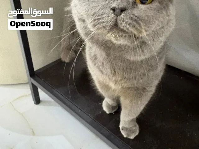 سكوتش ستريت بيور