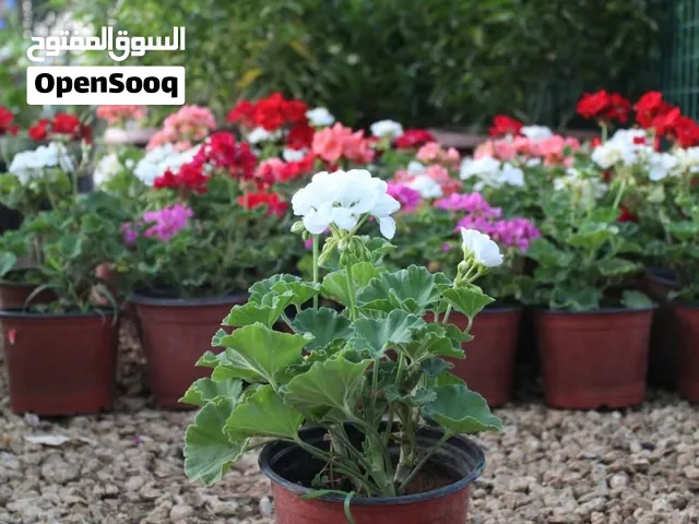 من مزارع القدومي نوفر لكم نجيل طبيعي m5