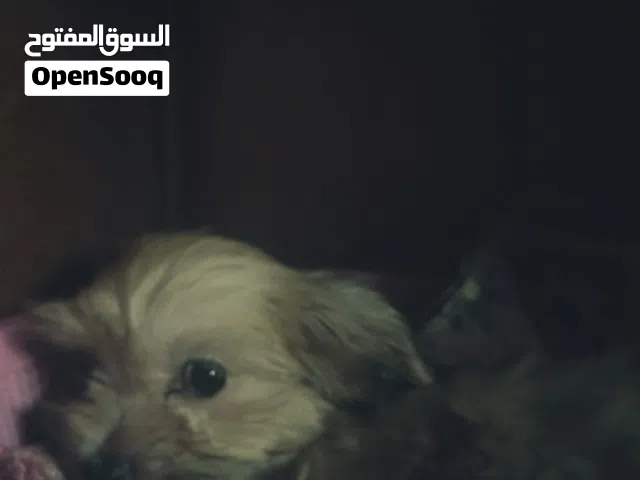 كلب مالتيز شيتزو عمر 60 يوم