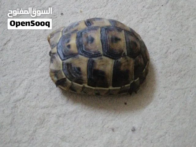 سحلفا للبيع