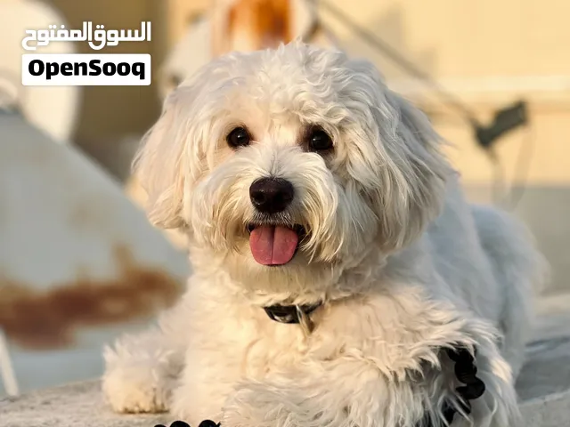 Maltipoo (Stacy)