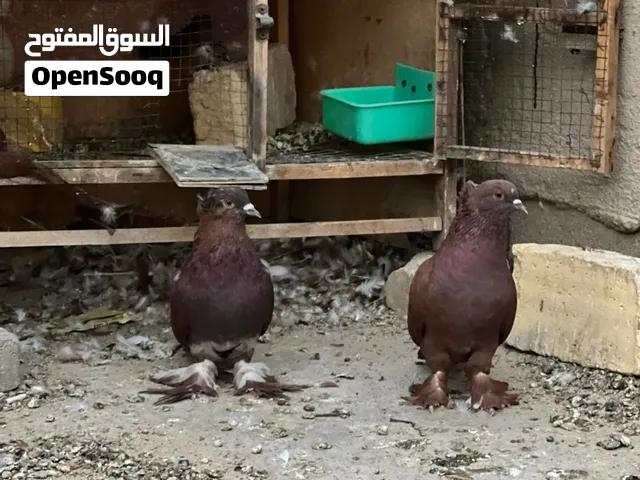 حمام رواعب حمر مكلشات اصليات بصحة ممتازة