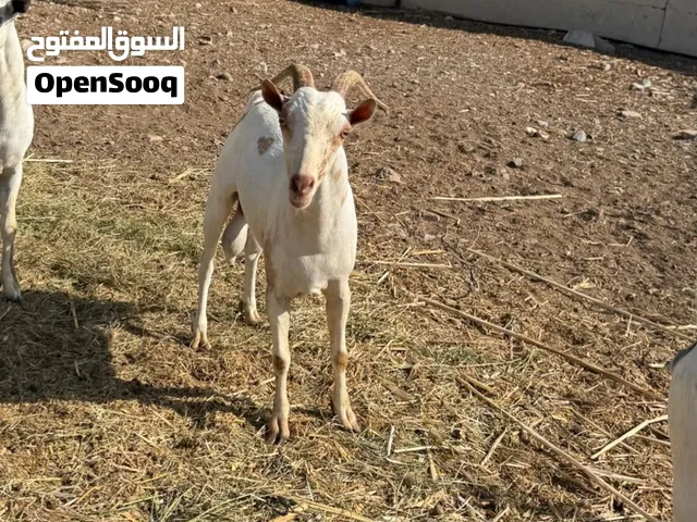 تيس صلالي للبيع