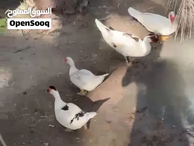 بط للبيع بالجملة