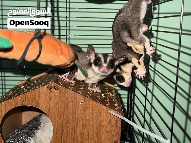 sugar glider / شوجر جلايدر