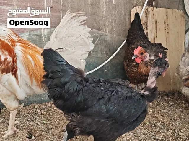دجاج عرب ابو اركيبه