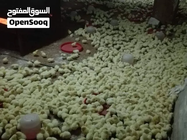 صيصان دجاج أبيض لاحم للبيع