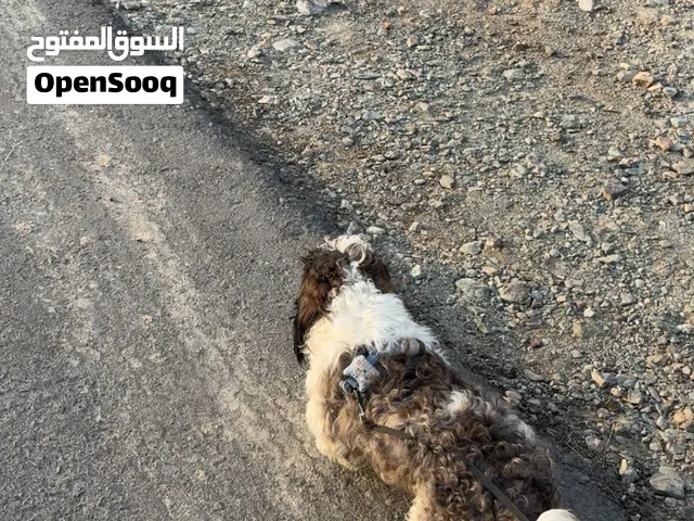 كلب شيتزو صغير