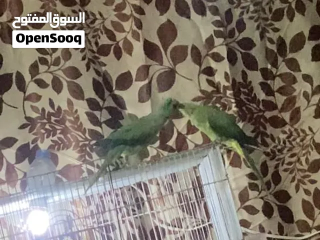 دره ببغاءء