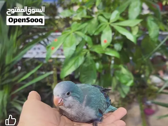 كويكر بلو تأكيل يدوي