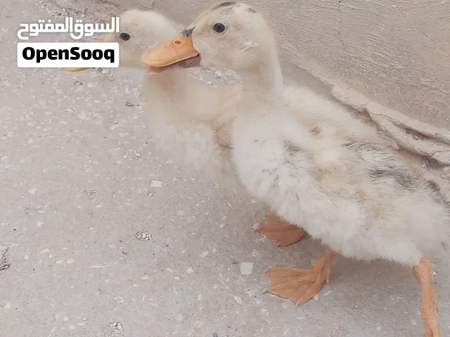 بط بلدي للبيع