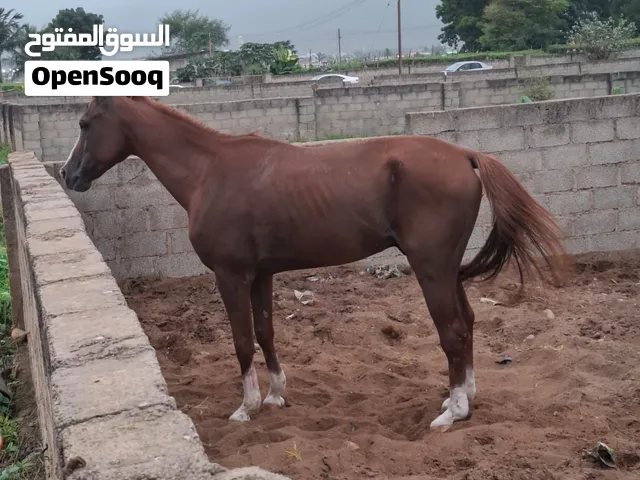 حصان عربي للبيع