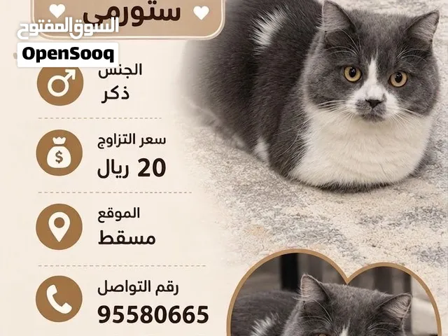إعلان تزاوج