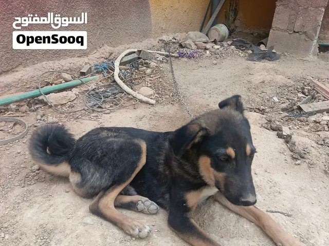 كلب جيرمن شعبي