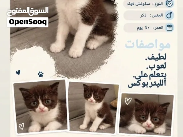 ذكر اسكوتش فولد شورت عمره 40 يوم