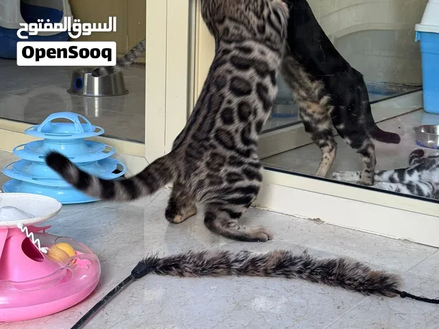قطط البنغال،