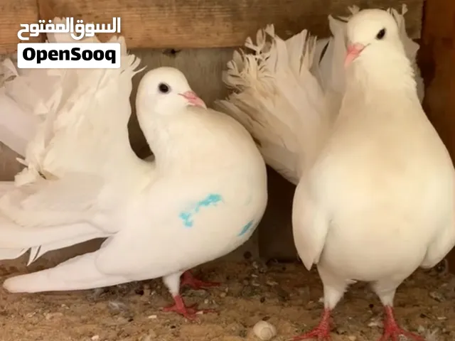بسم الله مشالله كوبيه هنداوي ربي يبارك