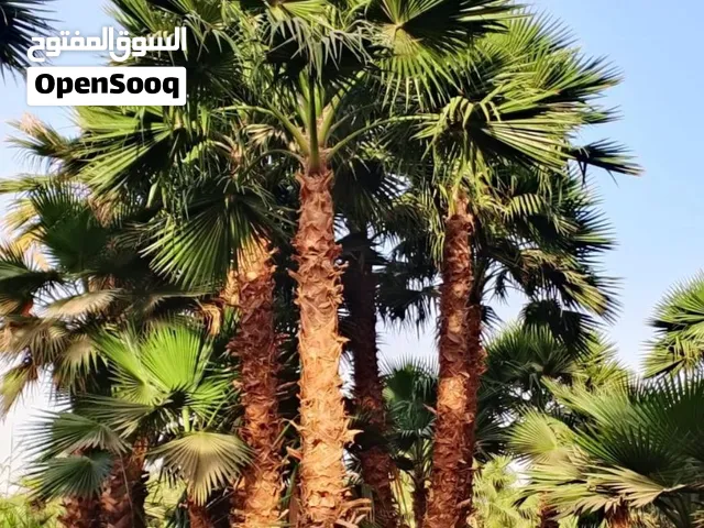 نخل واشنطني زينه واشنطونيا امريكي جميع الاطوال متوفره وجميع الاحجام