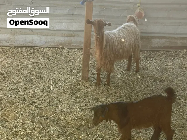 شاه تحته تيس السعر