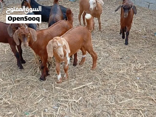 ذبائح للبيع الرأس 55
