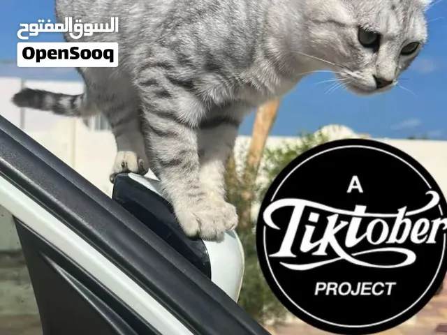 قط جميل بلون الأبيض الثلجي