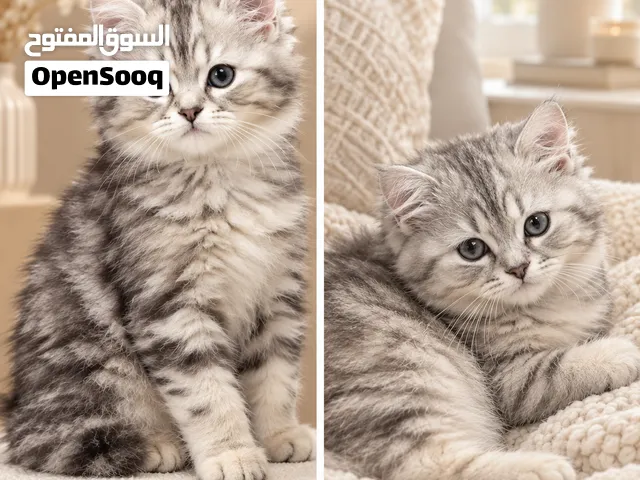 قطط صغيرة  وجميلة للبيع