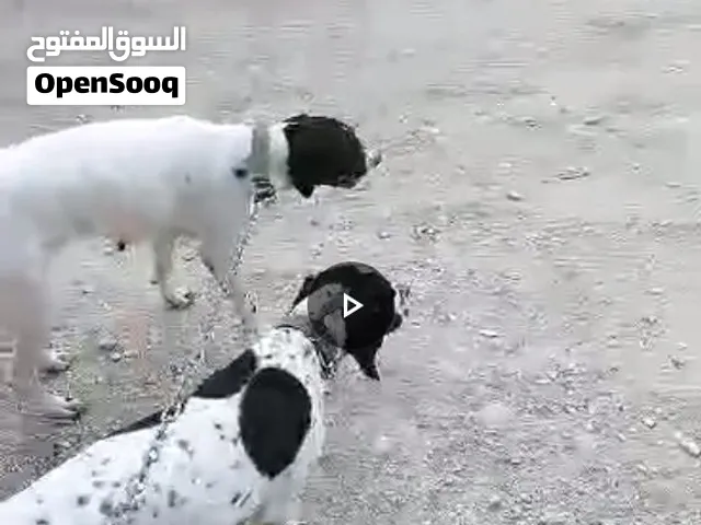 انثى عدد 2 وحده عمره سنه وثاني سنتين نوع بونتر بدل على ذكر جيرمن