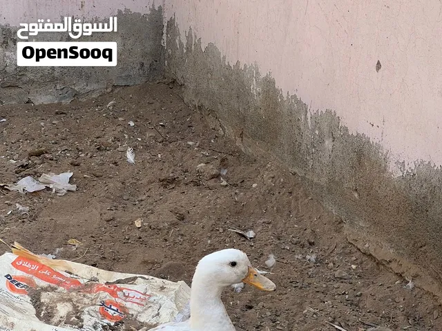 بط مصري عماني للبيع او للبدل