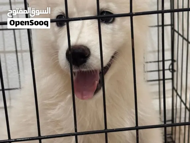 كلاب سامويد للبيع