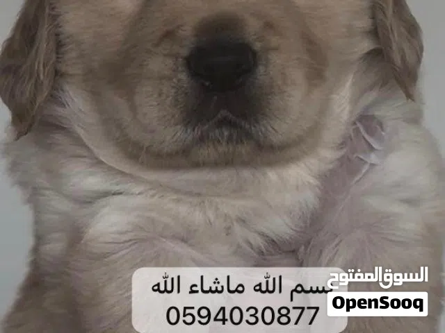 جولدن ريتريفر Golden retriever