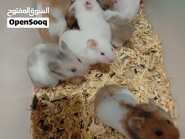 للبيع 13همستر