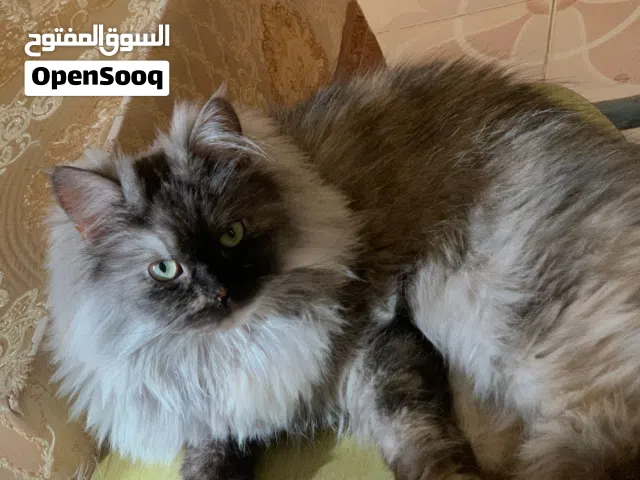Fluffy grey Siberian female cat with greenish hazel eye for sale, 1.5 years old, very cute.