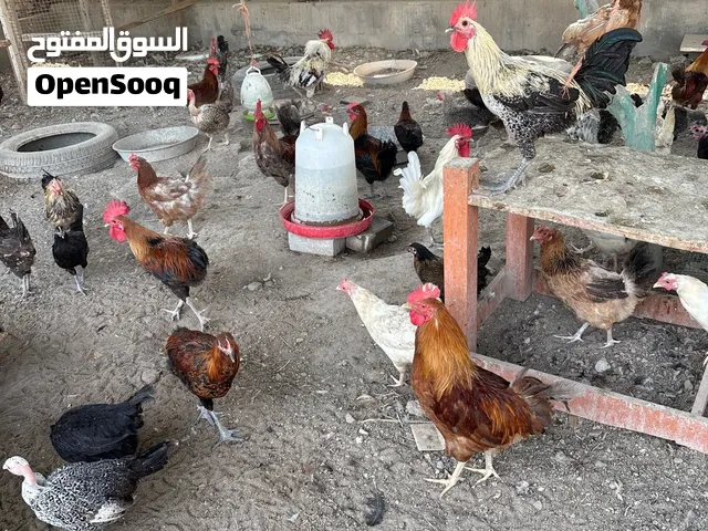 Chicken for sale roosters only