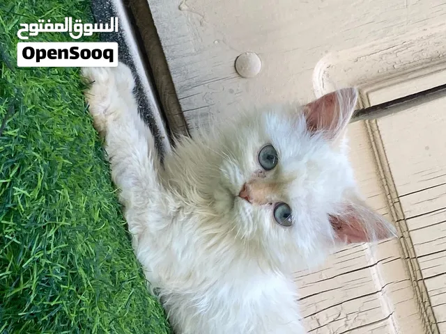 قطط هملايا مشاء الله 3 ب 480اقرا الوصف