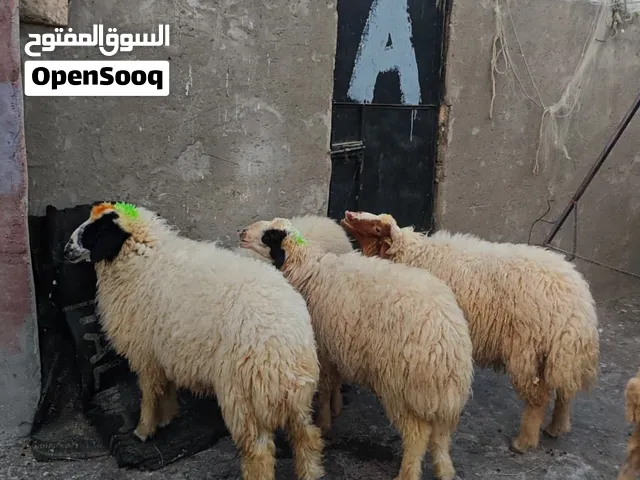 اخوان فحله 4 العمر 6 اشهر بس نوعهن كريشيات مال رباط الحلال خير من الله باقي التفاصلي بلوصف