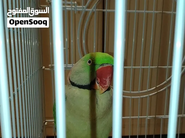 بغباء دره بنقالي هندي