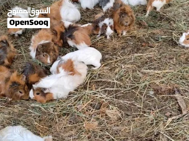 همتاروا جيني بيج كثيف الشعر وخفيف الشعر