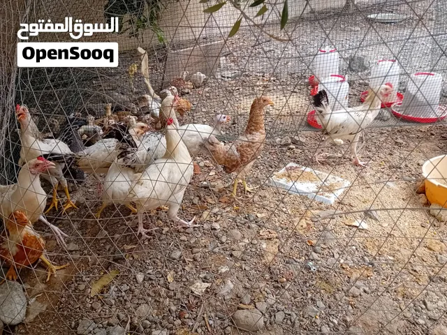 دجاج للبيع