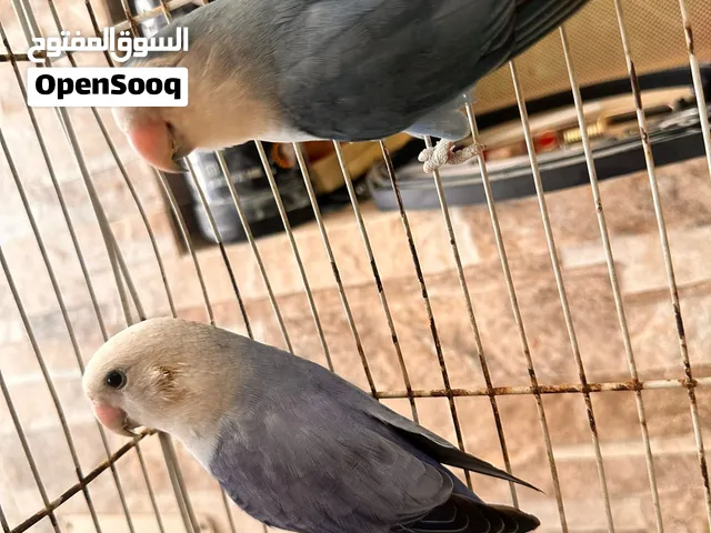 للبدل مع كناري او طيور ثانيه