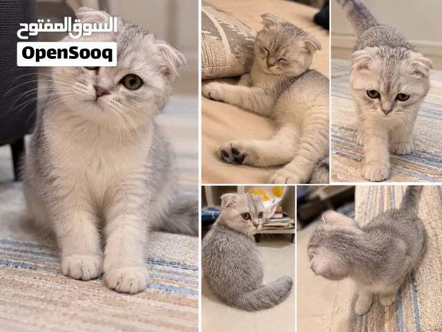 سكوتش فولد سلفر ذكر عمره 5 شهور مع كامل أغراضه في حفرالباطن