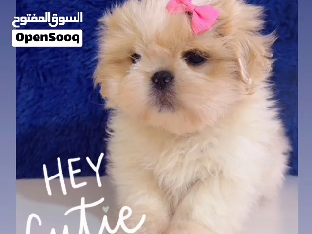 كلاب شيتزو Shih Tzu بيور للبيع – عمر شهرين، ذكور وإناث، أهل وارد أوكرانيا