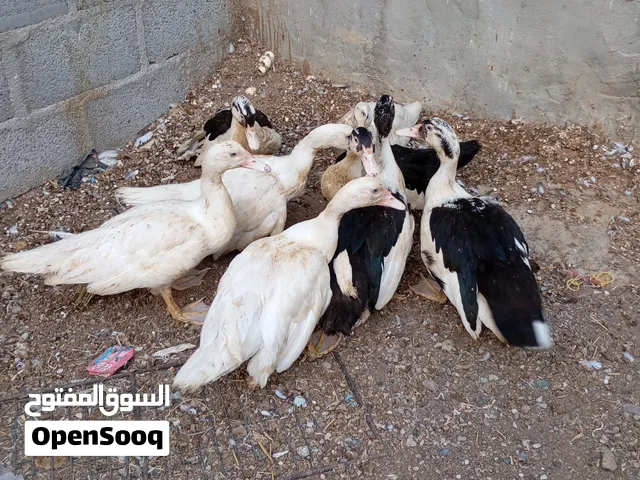 بط مصري للبيع