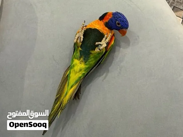 طير لوري رينبو