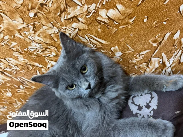 قط للبيع ll