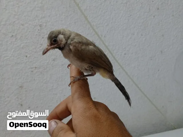 بلابل مخاليف سعر تك 30