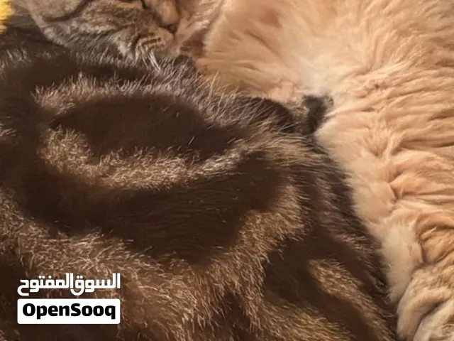 سكوتش فولد
