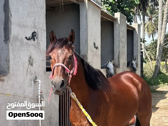 خيل مهجن للبيع